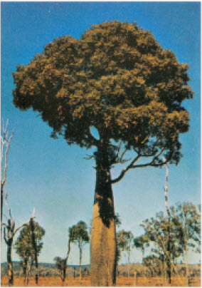 बॉटल वृक्ष (ऑस्ट्रेलिया)